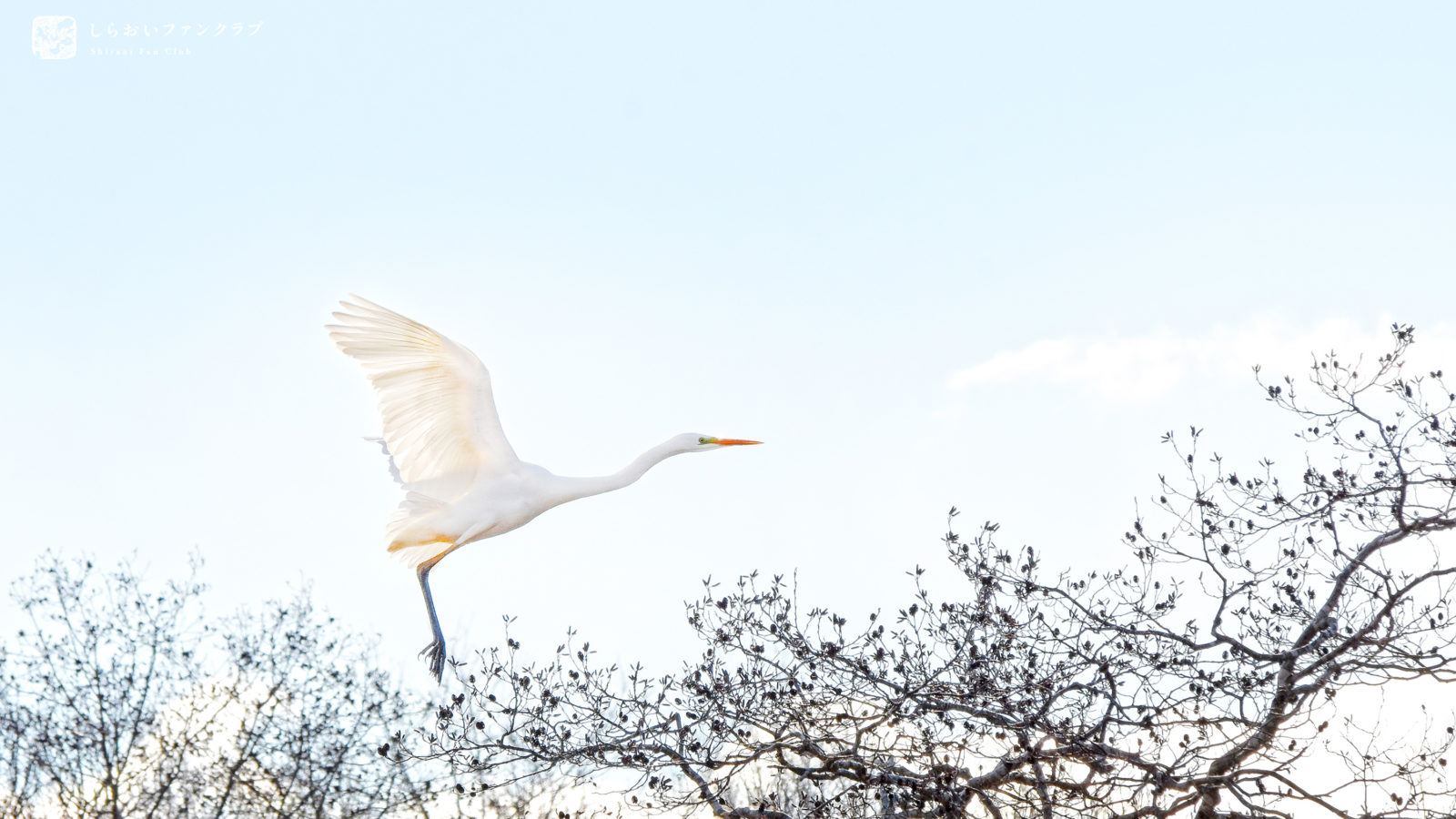 ポロト湖の白鷺